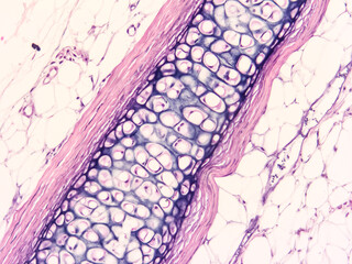 picture of histology human tissue with microscope from laboratory (not Illustration Designation) - obrazy, fototapety, plakaty