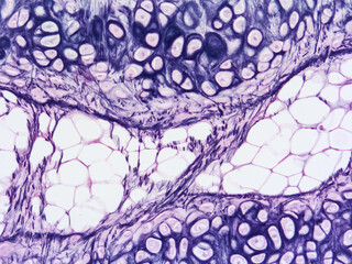 picture of histology human tissue with microscope from laboratory (not Illustration Designation)