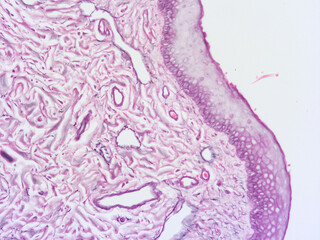 picture of histology human tissue with microscope from laboratory (not Illustration Designation)