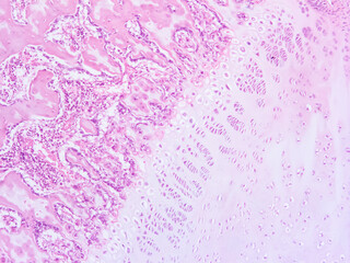 picture of histology human tissue with microscope from laboratory (not Illustration Designation)
