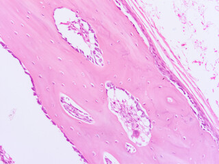 picture of histology human tissue with microscope from laboratory (not Illustration Designation)