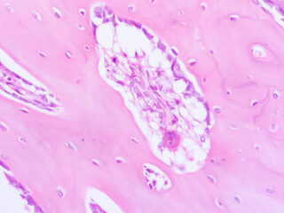 picture of histology human tissue with microscope from laboratory (not Illustration Designation)