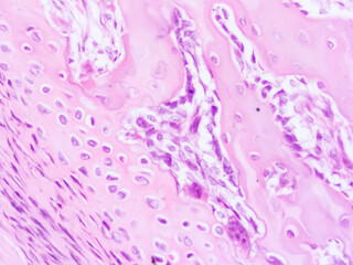 picture of histology human tissue with microscope from laboratory (not Illustration Designation)