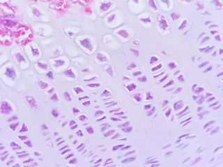 picture of histology human tissue with microscope from laboratory (not Illustration Designation)
