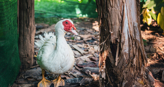 Animal duck or muscovy duck standing on the farm
