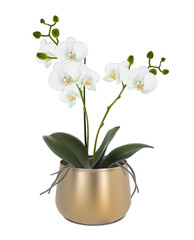 3d realistic vector icon illustration. Orchid flower in the golden metalic pot. Isolated on white background.