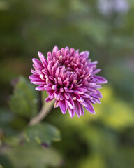 close up of a flower