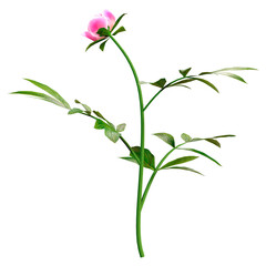 3D Rendering Peony Flower on White