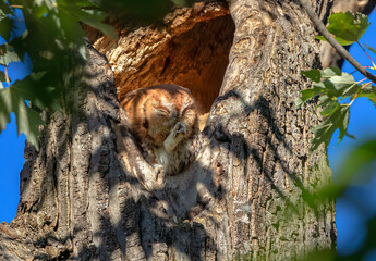 Eastern Red morph screech owl cleaning its feet from his nest in tree in summer Canada