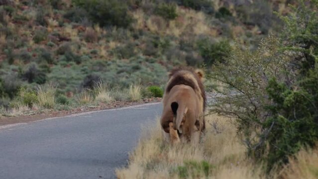 Male lion crossing the road after scent marking