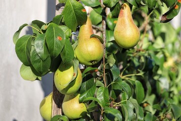 Pear tree. Ripe pears on tree in a garden. Close up.