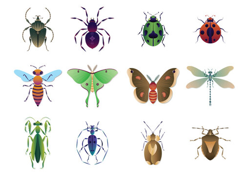 Different kinds of insects collection vector illustration