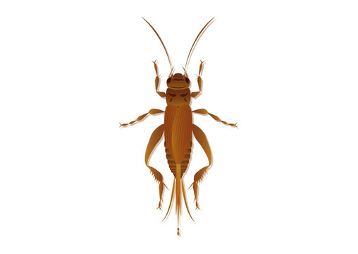 House Cricket Vector Art Isolated on White Background