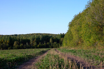 Forest road with green trees and field