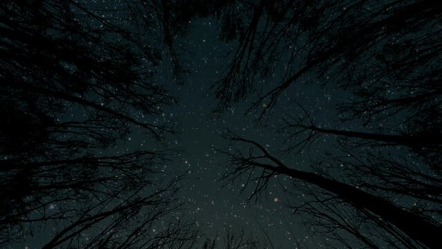 a stars and clouds floating in the night forest