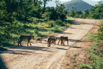 Pride of Lions walking along the road on safari in Kruger National Park, South Africa. - obrazy, fototapety, plakaty