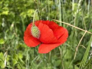 Obraz premium Beautiful picturesque flower of wild poppy