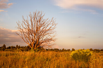 Autumn evening landscape. A lonely dry tree illuminated by the setting bright sun in dry withered grass against the background of a blue sky with clouds in a meadow