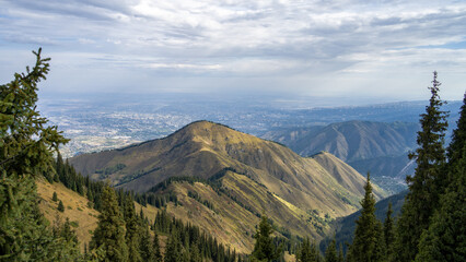 green fir trees on the mountain slopes. forest in the mountains