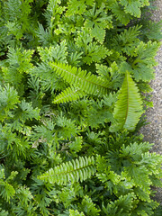 Green tropical forest open area