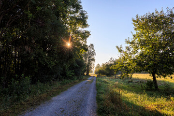 Sun rays fall on a road with autumn trees on the roadside