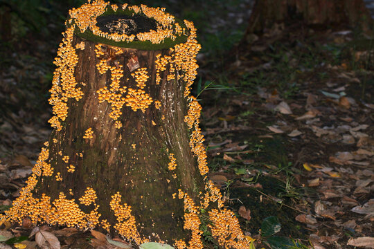 杉の切り株に群生するセンボンイチメガサ茸（マクロレンズ使用・ストロボ＋自然光・接写写真）