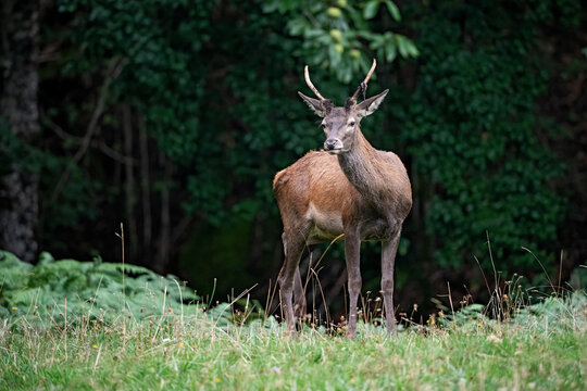 Cerf &eacute;laphe (Cervus elaphus) jeune cerf daguet, chute des velours. Alpes. France