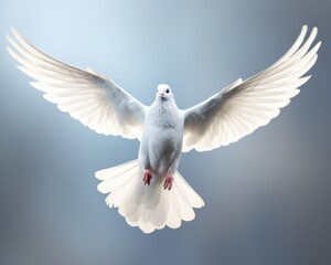 Obraz premium white dove in flight