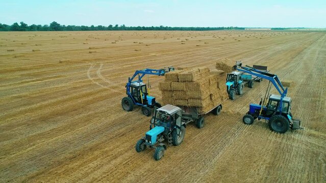 Tractors working the field collecting hay bales making a huge cube. Aerial scenery in harvesting season