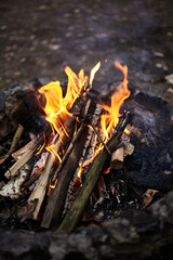 Wildfire burns ground in forest