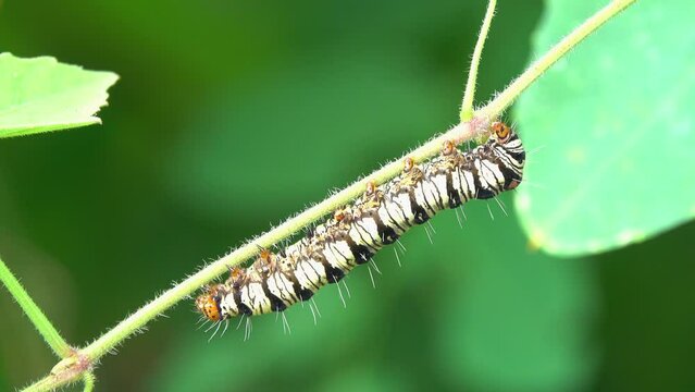 Close-up worm crawling on a branch
