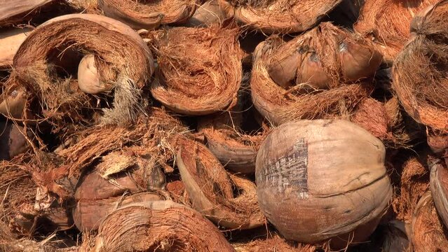Close-up group of dry coconut husk on the floor