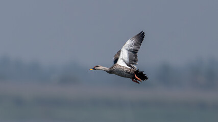 The Indian spot-billed duck (Anas poecilorhyncha)