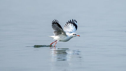 The brown-headed gull (Chroicocephalus brunnicephalus)