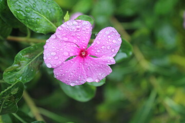 Catharanthus roseus, native to Madagascar, is often used to treat diabetes, cancer, sore throats, coughs, insect bites and other medical conditions.