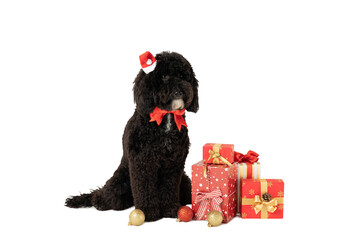 PNG, Concept of Merry Christmas, funny Christmas dog, isolated on white background