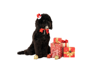PNG, Concept of Merry Christmas, funny Christmas dog, isolated on white background
