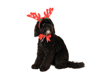 PNG, Concept of Merry Christmas, funny Christmas dog, isolated on white background