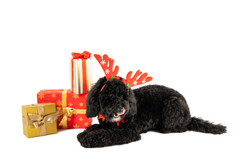 PNG, Dog with horns and gift boxes isolated on white background