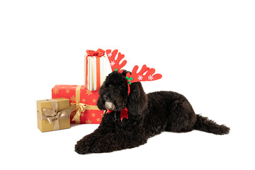 PNG, Concept of Merry Christmas, funny Christmas dog, isolated on white background