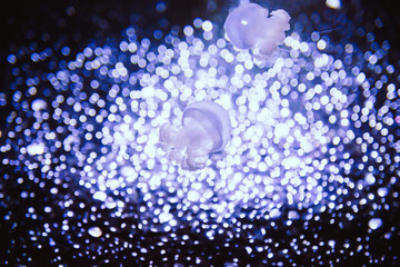 Jellyfish on shiny background on black background
