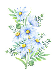 Bouquet of daisies, watercolor illustration. Chamomile floral arrangement of garden daisy flowers, petals, leaves and buds