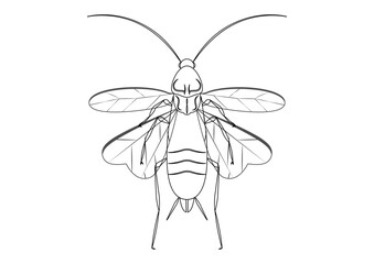 Black and White Flying Cockroach Clipart Vector isolated on White Background. Coloring Page of a Flying Cockroach