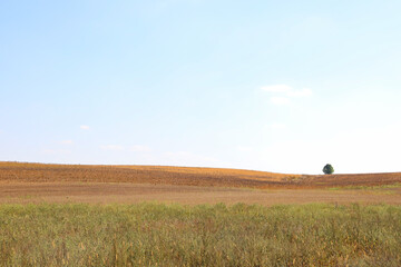 Obraz premium minimalist landscape tree in the field, field, sky, tree, smooth lines, sorghum field