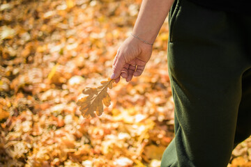 Woman holds yellow oak leaf close-up in hand in fall season copy space - autumn and nature concept