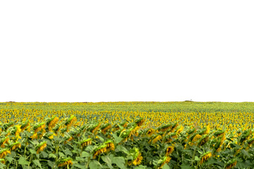 Panorama landscape of sunflower fields and background isolated on white. Landscapes of sunflower fields. Long rows of beautiful yellow sunflowers in the field. Wonderful panoramic view.
