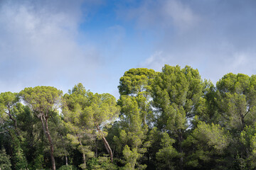 Landscape view of mediterranean pinus pinea aka stone pine, umbrella pine or parasol pine in...