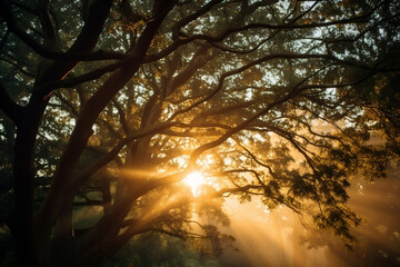 Naklejka premium Amanecer en el bosque