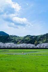 桜の咲いた風景