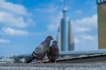 寄り添う鳩